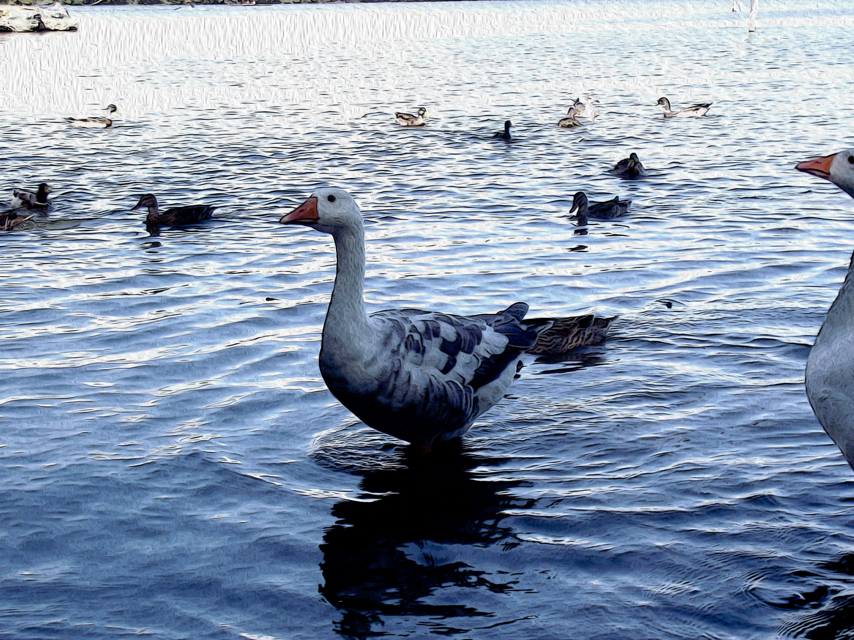 Ilustración gratis - Patos y gansos en un lago