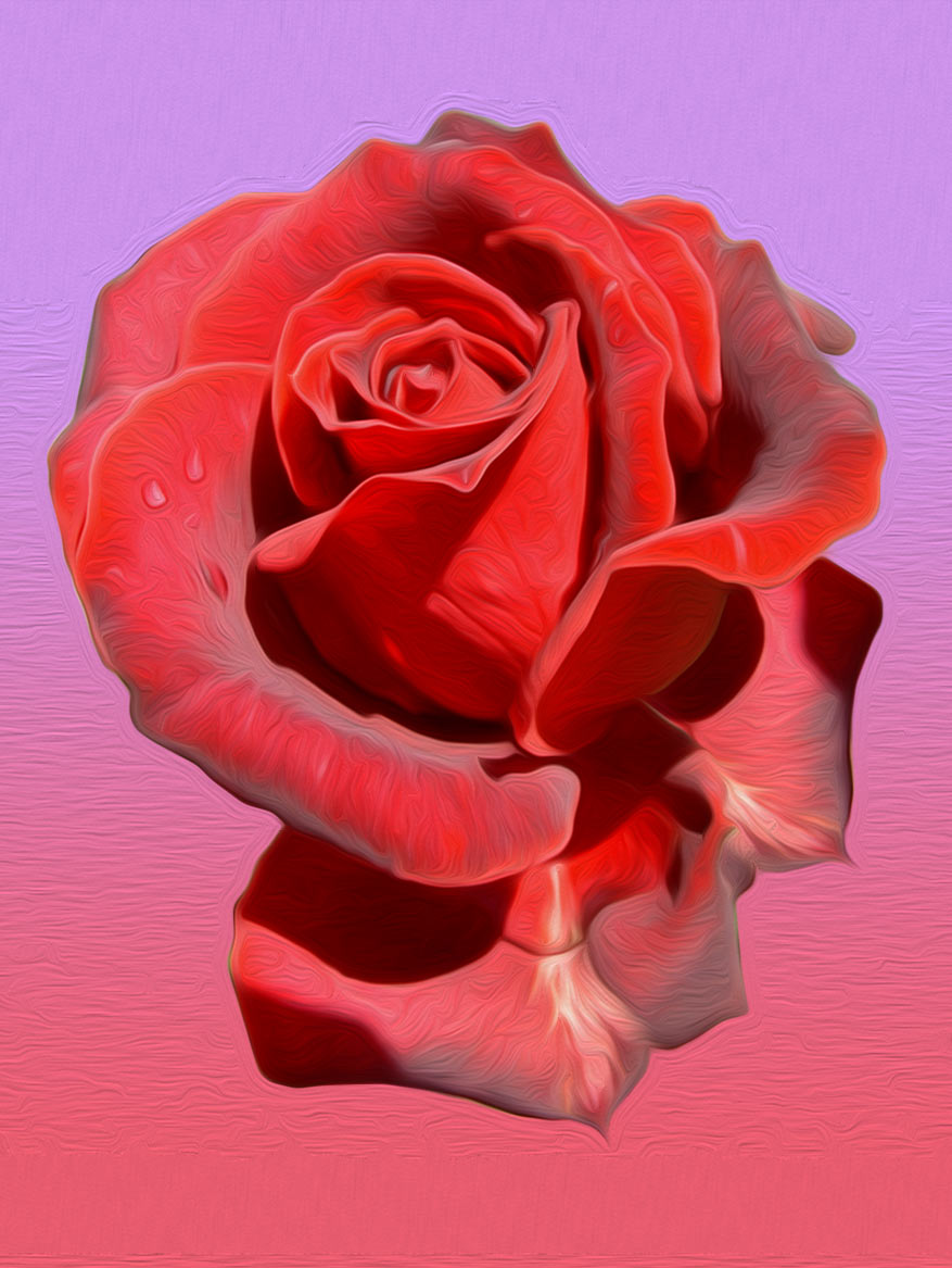 Ilustración gratis - Rosa rojo escarlata